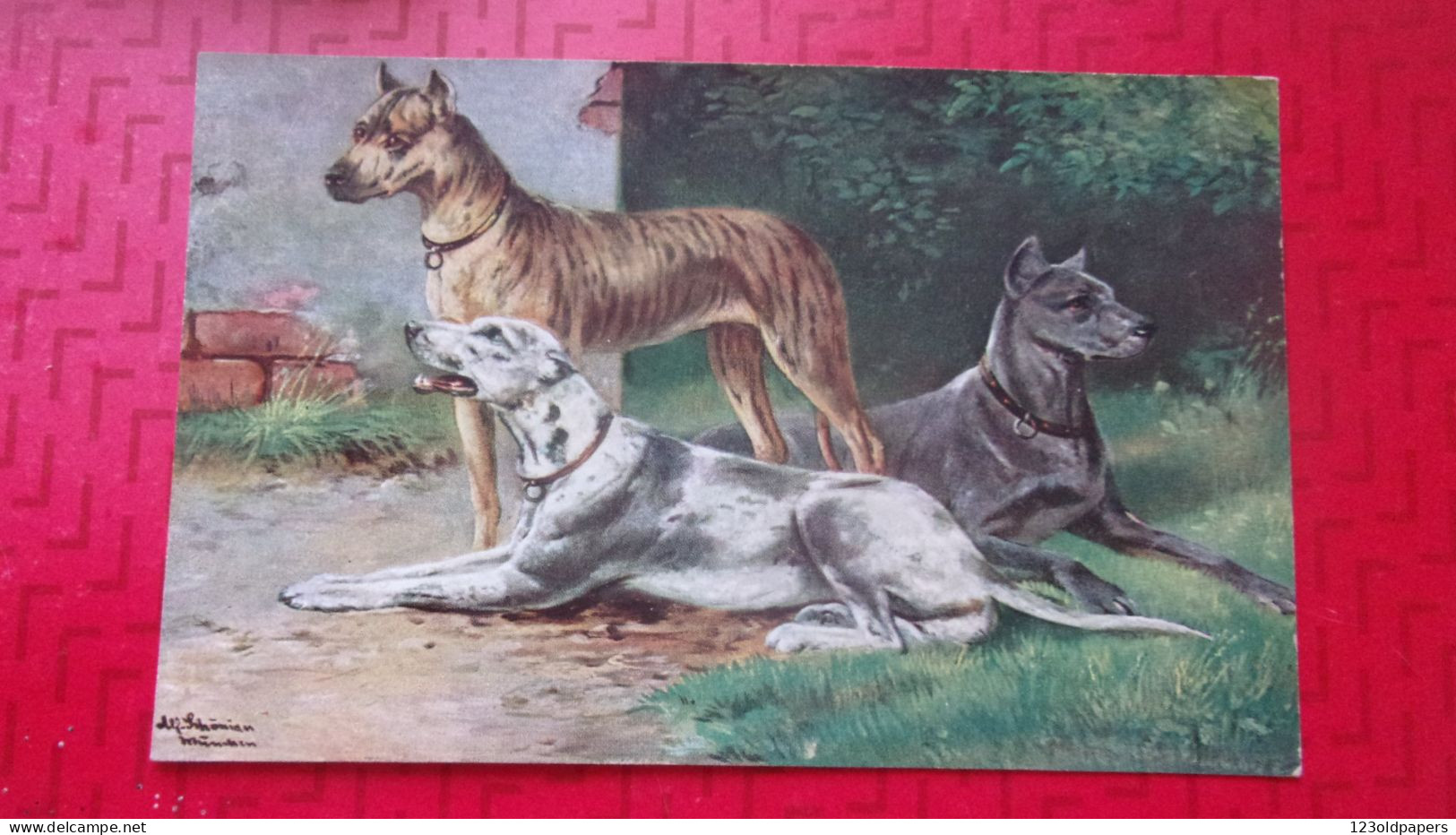 ILLUSTRATEUR Schönian CHIEN TYPE DOGUE - Dogs