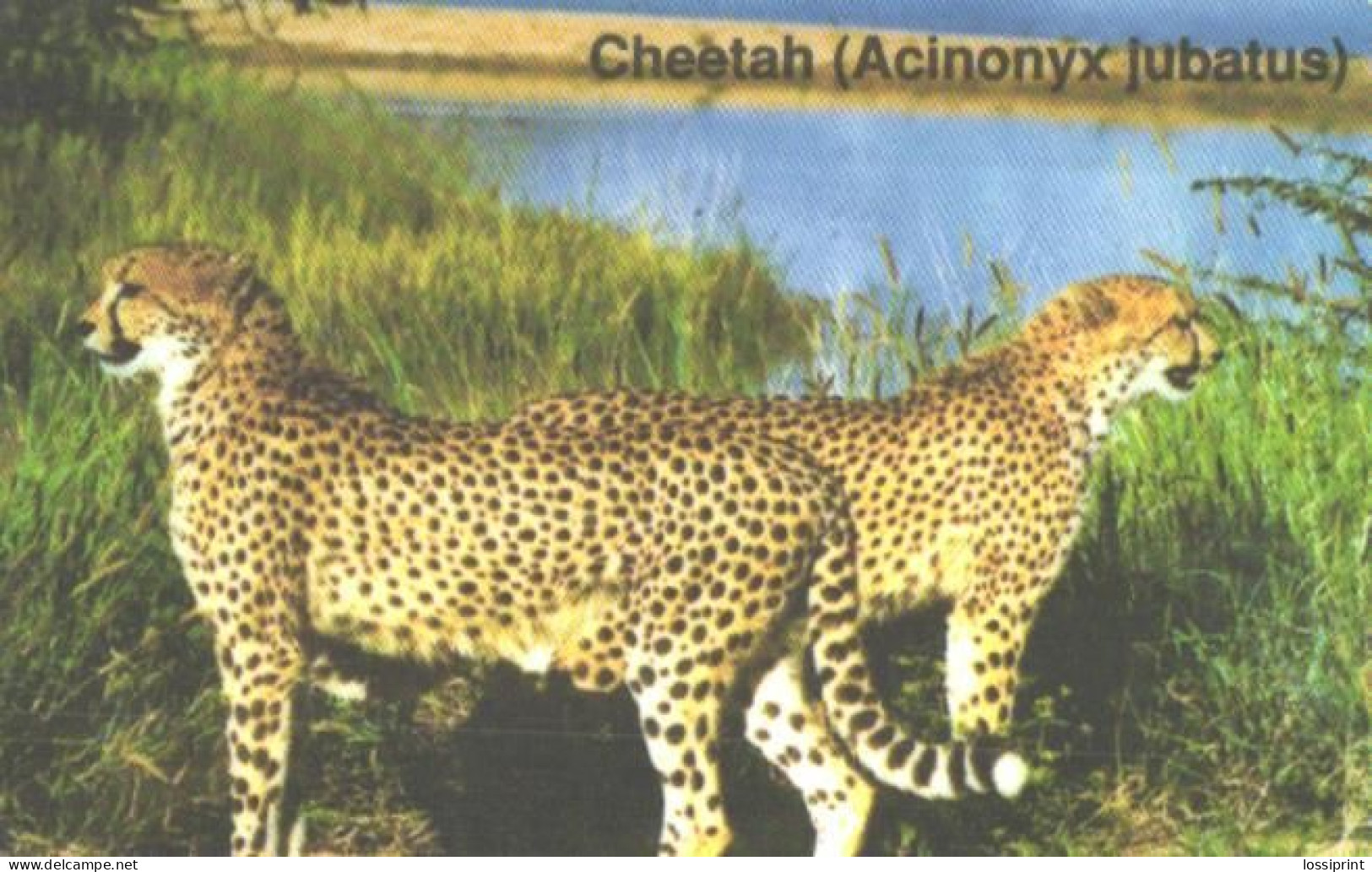 Namibia:Used Phonecard, Telecom Namibia, 10 N$, Cheetahs, Acinonyx Jubatus - Namibia