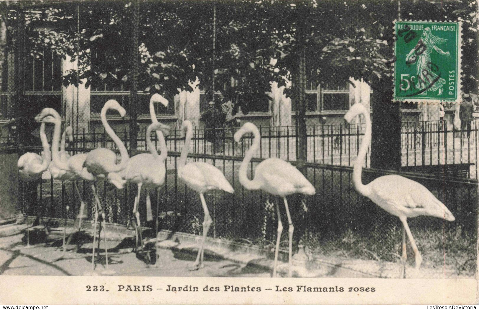 FRANCE - Paris - Jardin Des Plantes - Les Flamants Roses - Carte Postale Ancienne - Parks, Gärten