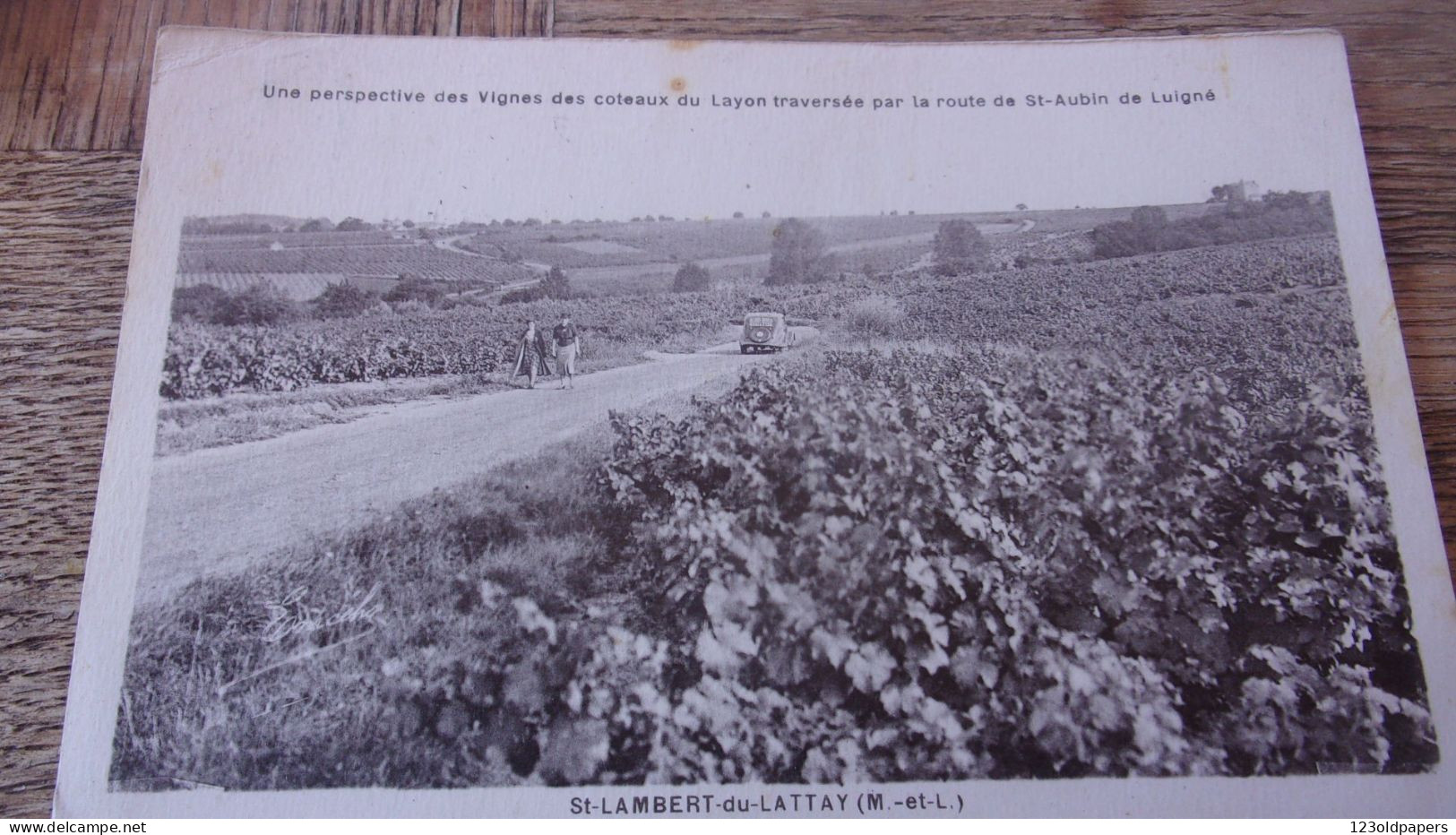 49  SAINT LAMBERT DU LATTAY VIGNOBLES 1950 ROUTE DE ST AUBIN DE LUIGNE - Other & Unclassified