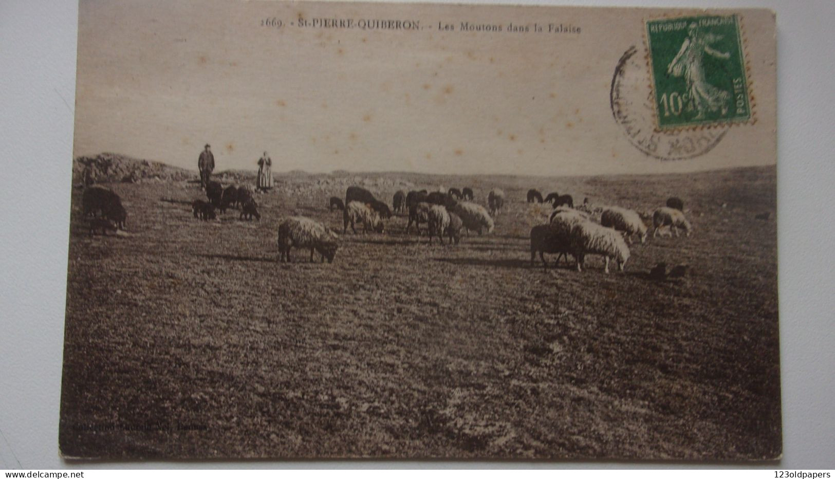 56  Morbihan Saint Pierre Quiberon  Moutons Dans La Falaise - Other & Unclassified