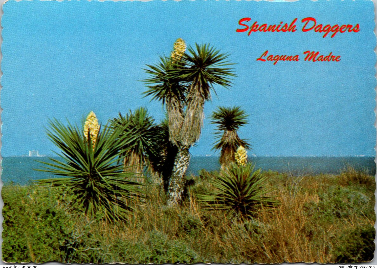 Cactus Spanish Daggers Laguna Padre Texas - Sukkulenten