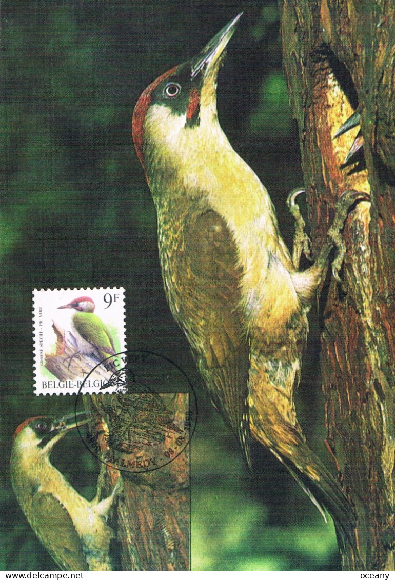 Belgique - Oiseaux : Pic Vert CM 2778 (année 1998) - Piciformes (pájaros Carpinteros)