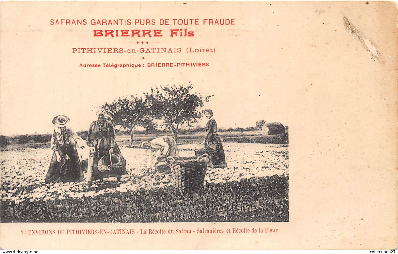 45-PITHIVIER- LA RECOLTE DU SAFRAN - BRIERRE FILS- SAFRANIERES ET RECOLTE DE LA FLEUR - Pithiviers