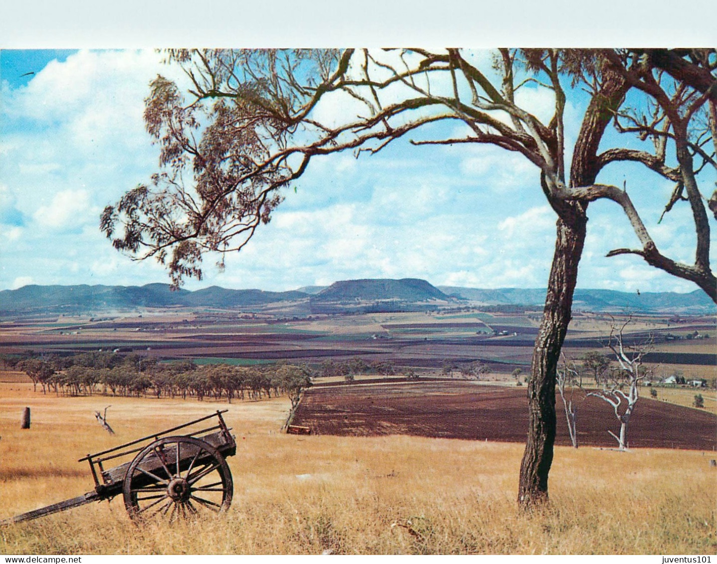 CPSM Toowoomba-Darling Downs-Beau Timbre      L2299 - Towoomba / Darling Downs