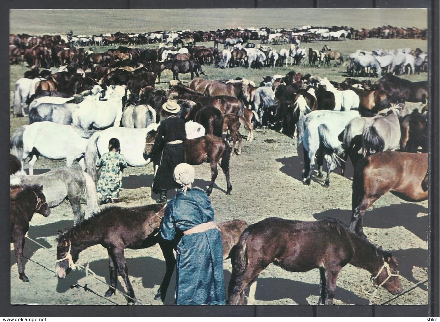 Mongolia, Somewhere, Large Herd Of Horses, 1971. - Mongolie