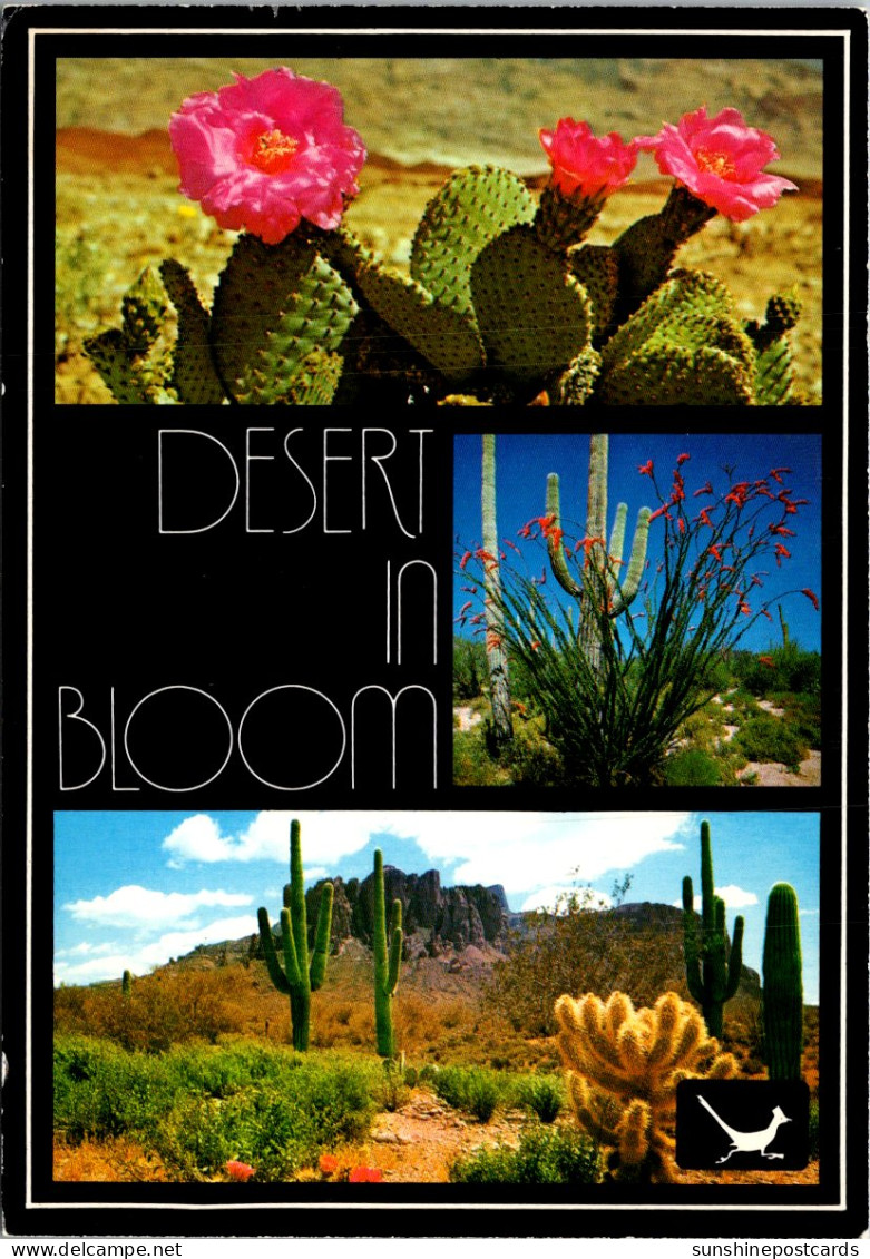 Cactus The Desert In Bloom Multi View - Cactus