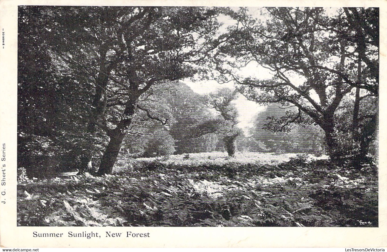 ENGLAND - Summer Sunlight - New Forest - Carte Postale Ancienne - Andere & Zonder Classificatie