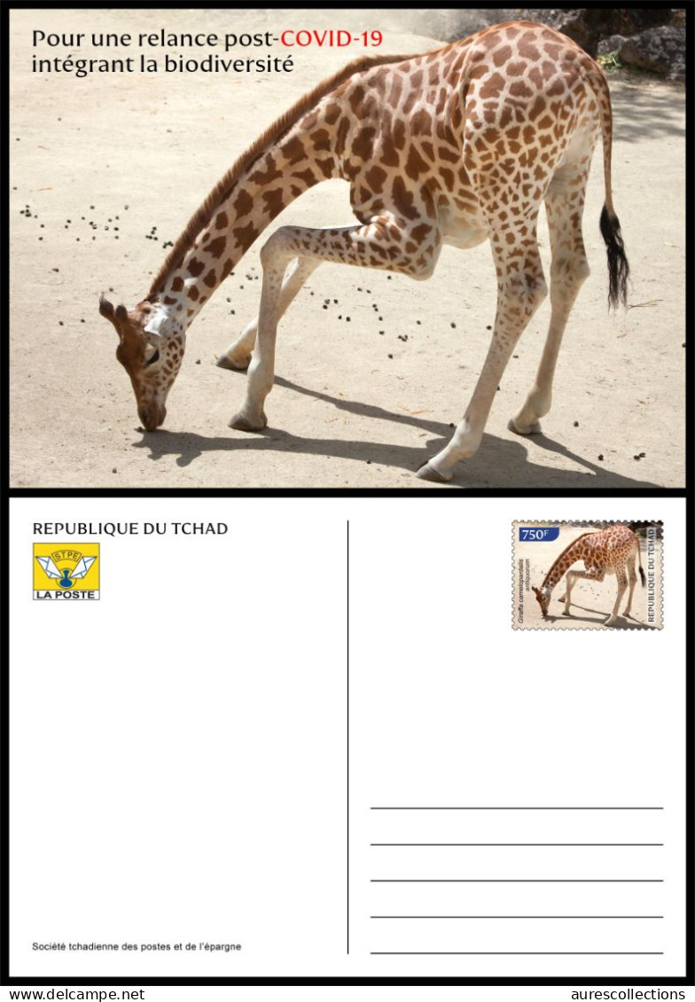 CHAD TCHAD 2023 STATIONERY CARD - GIRAFE GIRAFES GIRAFFE GIRAFFES - COVID-19 CORONAVIRUS PANDEMIC CORONA RECOVERY - Girafes