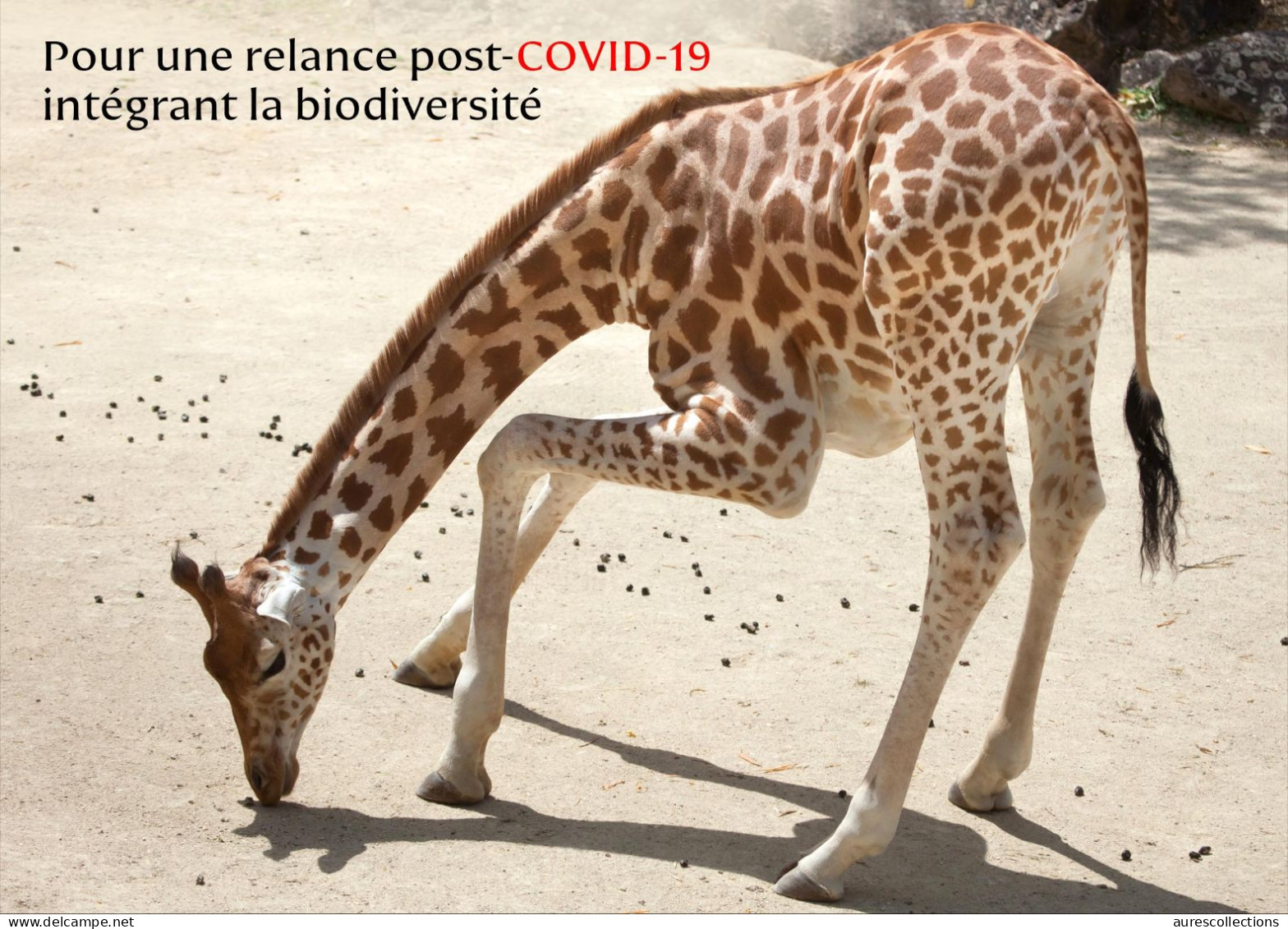 CHAD TCHAD 2023 STATIONERY CARD - GIRAFE GIRAFES GIRAFFE GIRAFFES - COVID-19 CORONAVIRUS PANDEMIC CORONA RECOVERY - Giraffes