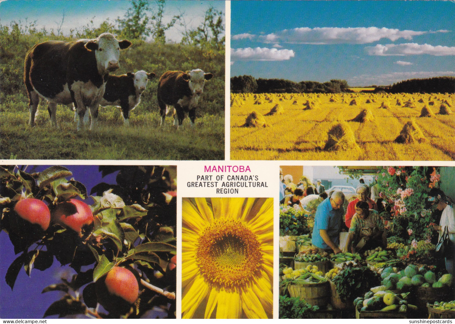 Canada Manitoba Multi View Agricultural Scenes - Autres & Non Classés