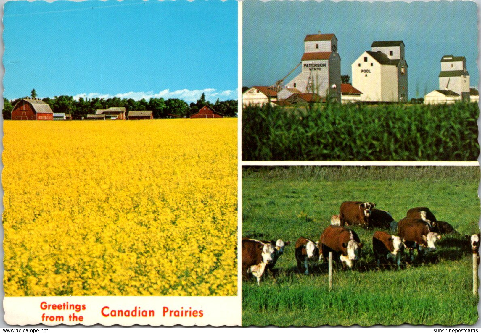 Canada Manitoba Greetings From The Canadian Prairies With Farmsted Elevators And Grazing Cattle - Altri & Non Classificati