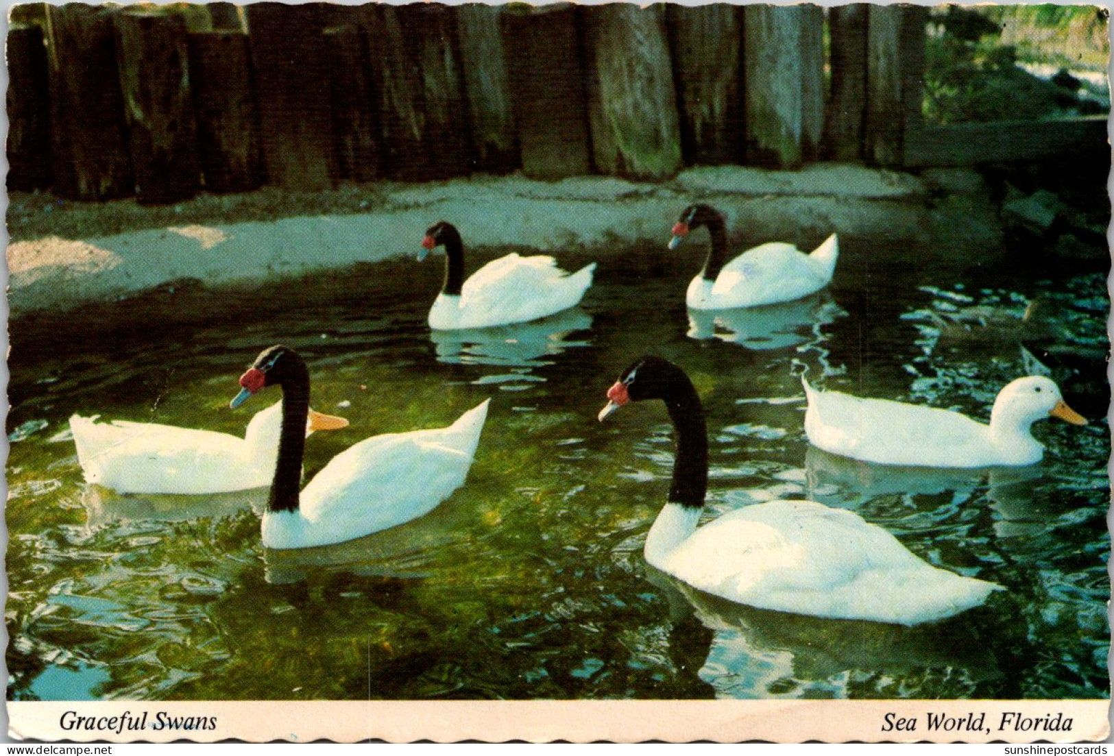 Florida Orlando Sea World Black Swans 1978 - Orlando