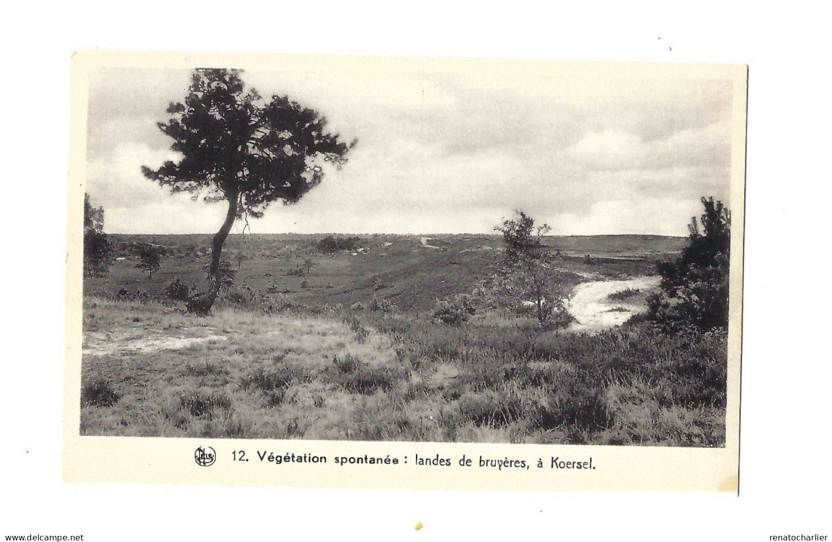 Végétation Spontanée.landes De Bruyère à Koersel. - Beringen