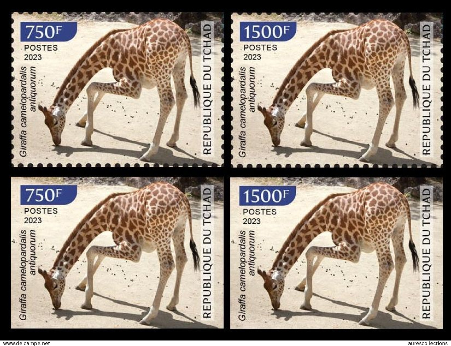 CHAD TCHAD 2023 - SET 2 X 2V - GIRAFE GIRAFES GIRAFFE GIRAFFES - COVID-19 CORONAVIRUS PANDEMIC CORONA RECOVERY - MNH - Giraffes