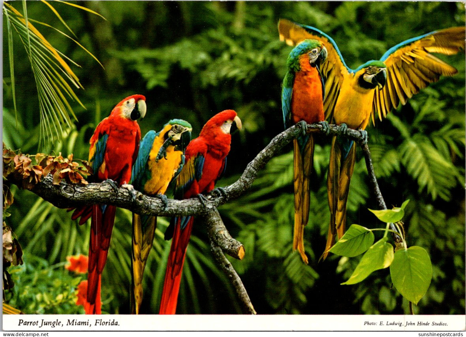 Florida Miami Parrot Jungle Colorful Parrots - Miami