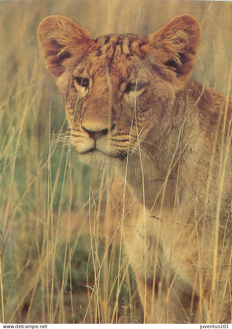 CPSM Kenya-Lion Cub-Beau Timbre       L2311 - Kenya