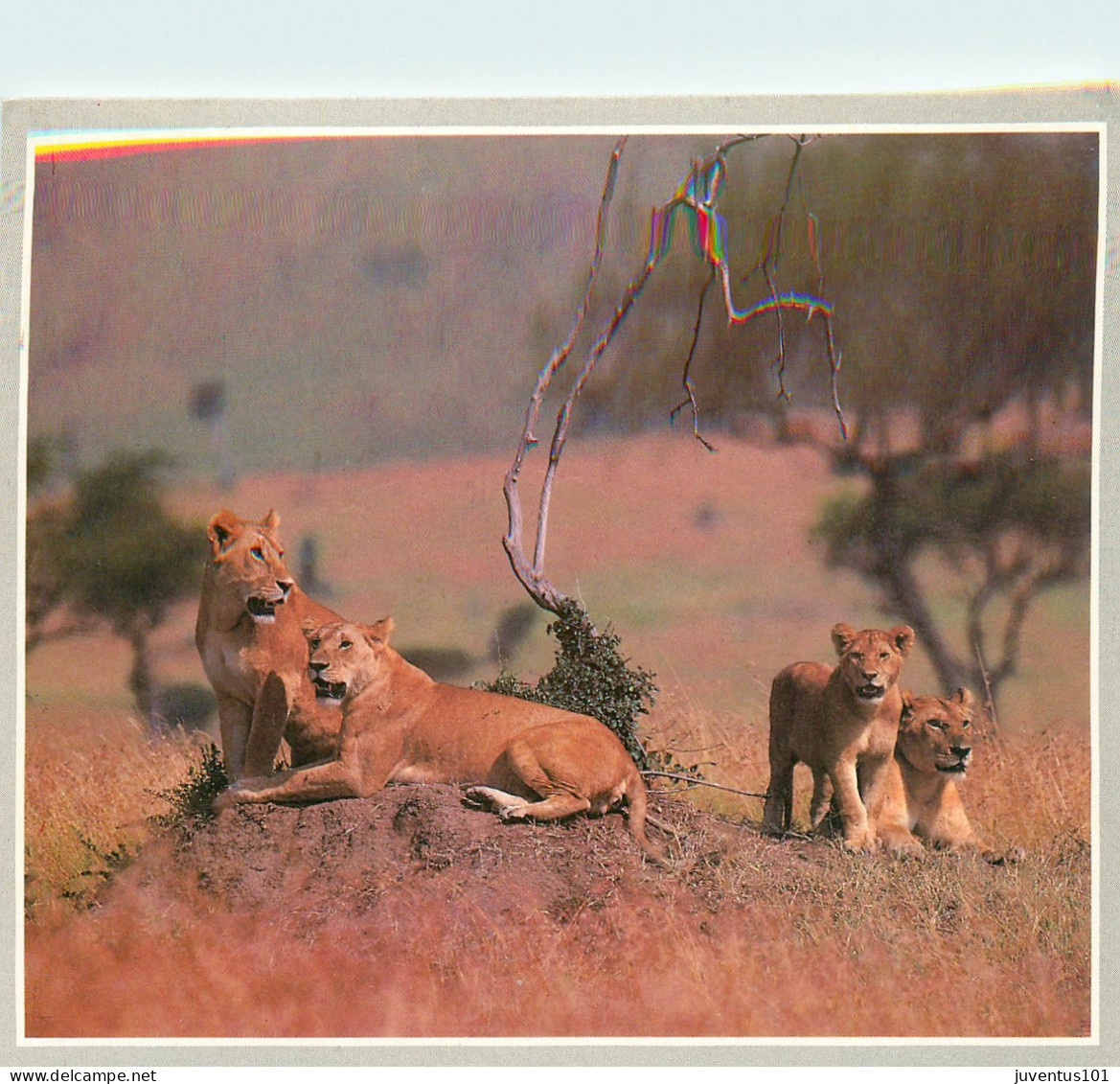 CPSM Kenya-Lion-Beau Timbre       L2311 - Kenya