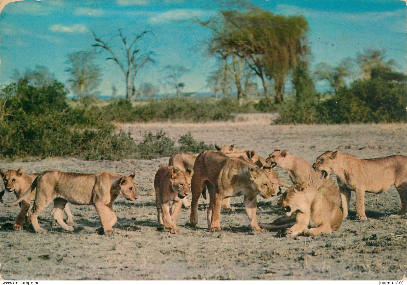 CPSM Kenya-Lion-Beau Timbre       L2311 - Kenya
