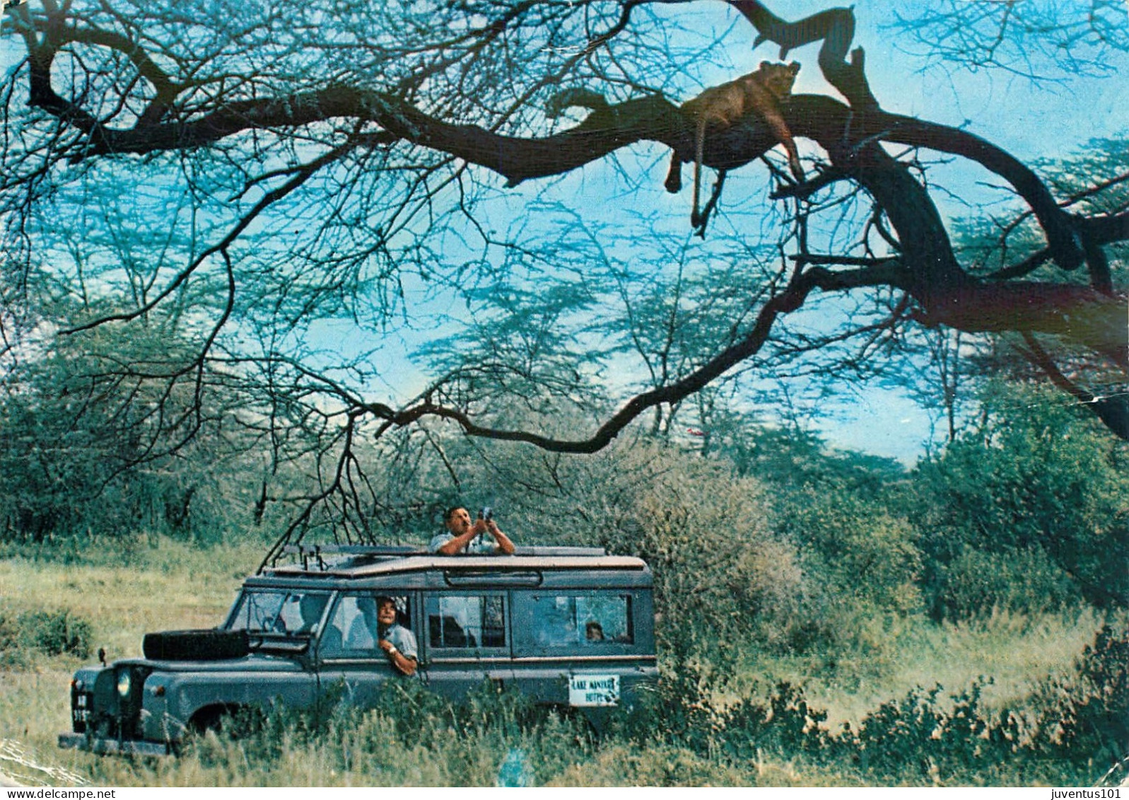 CPSM Kenya-Lake Manyara National Park-Lion In Tree Quite Unperturbed By Tourists-Beau Timbre       L2311 - Kenya