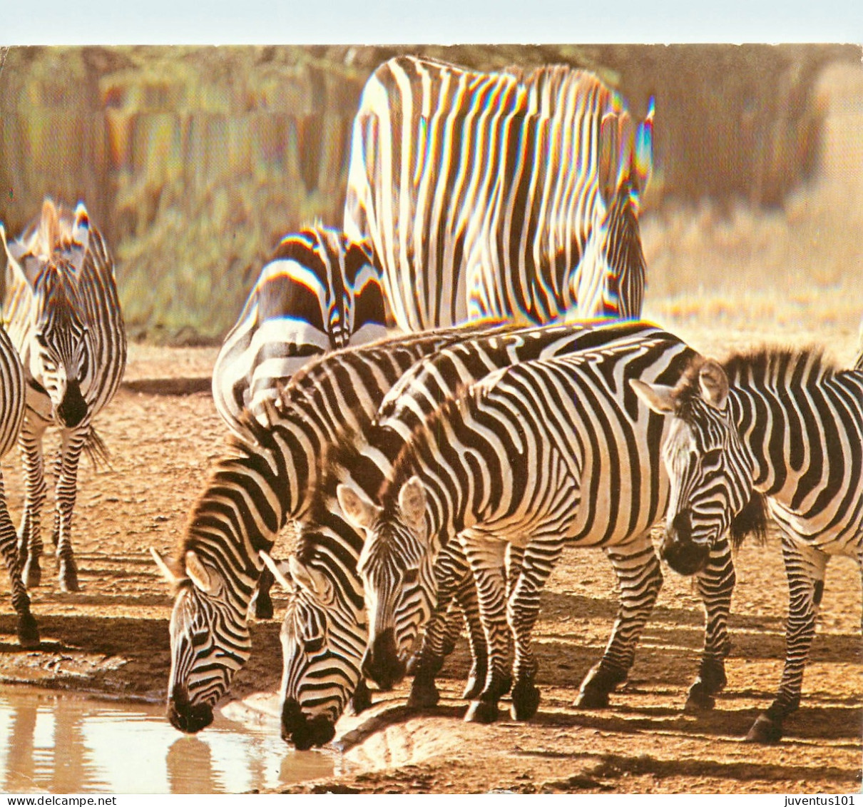 CPSM Kenya-Burchell's Zebra-Beau Timbre       L2311 - Kenya