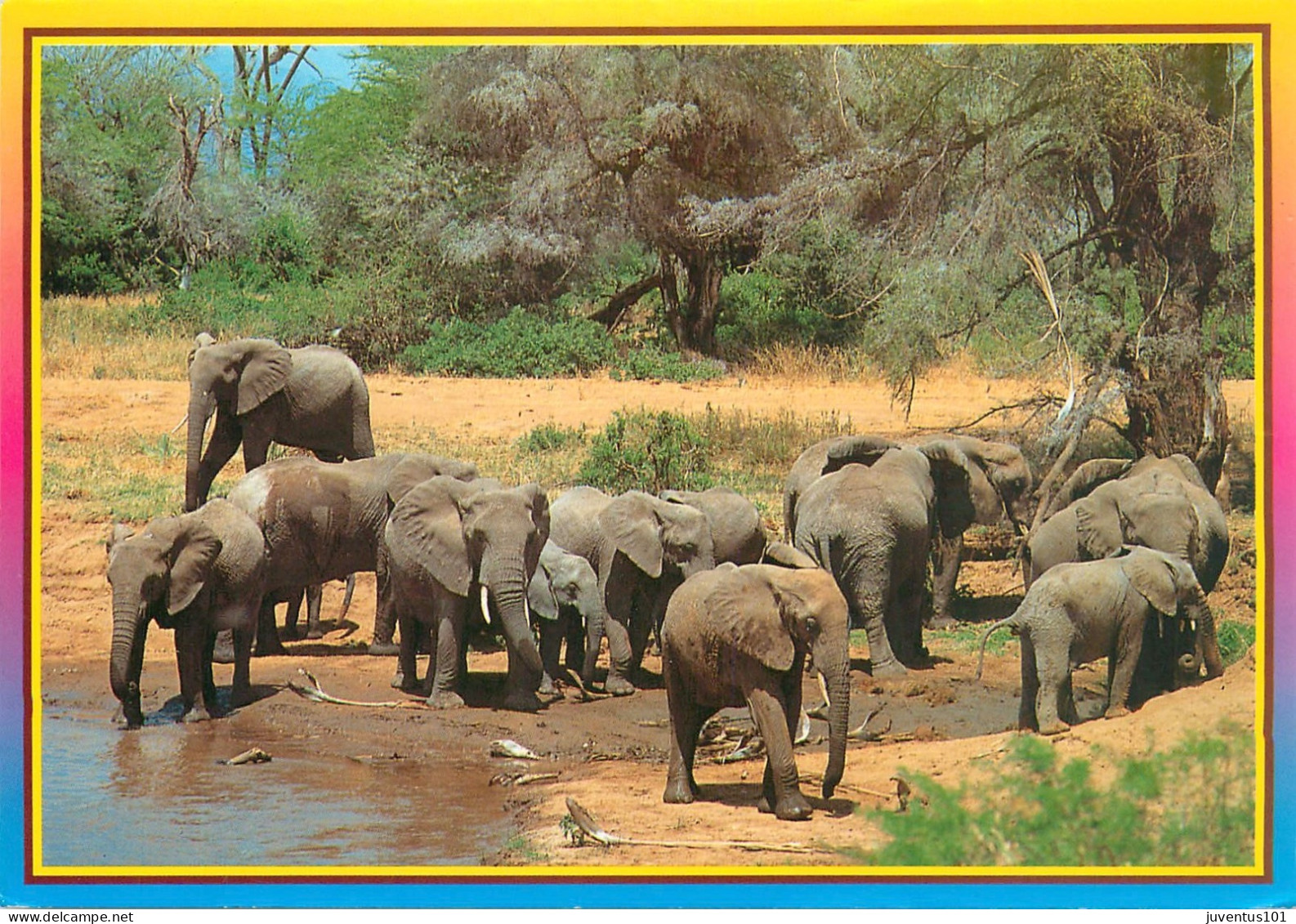 CPSM Kenya-Elephants-Beau Timbre       L2311 - Kenya