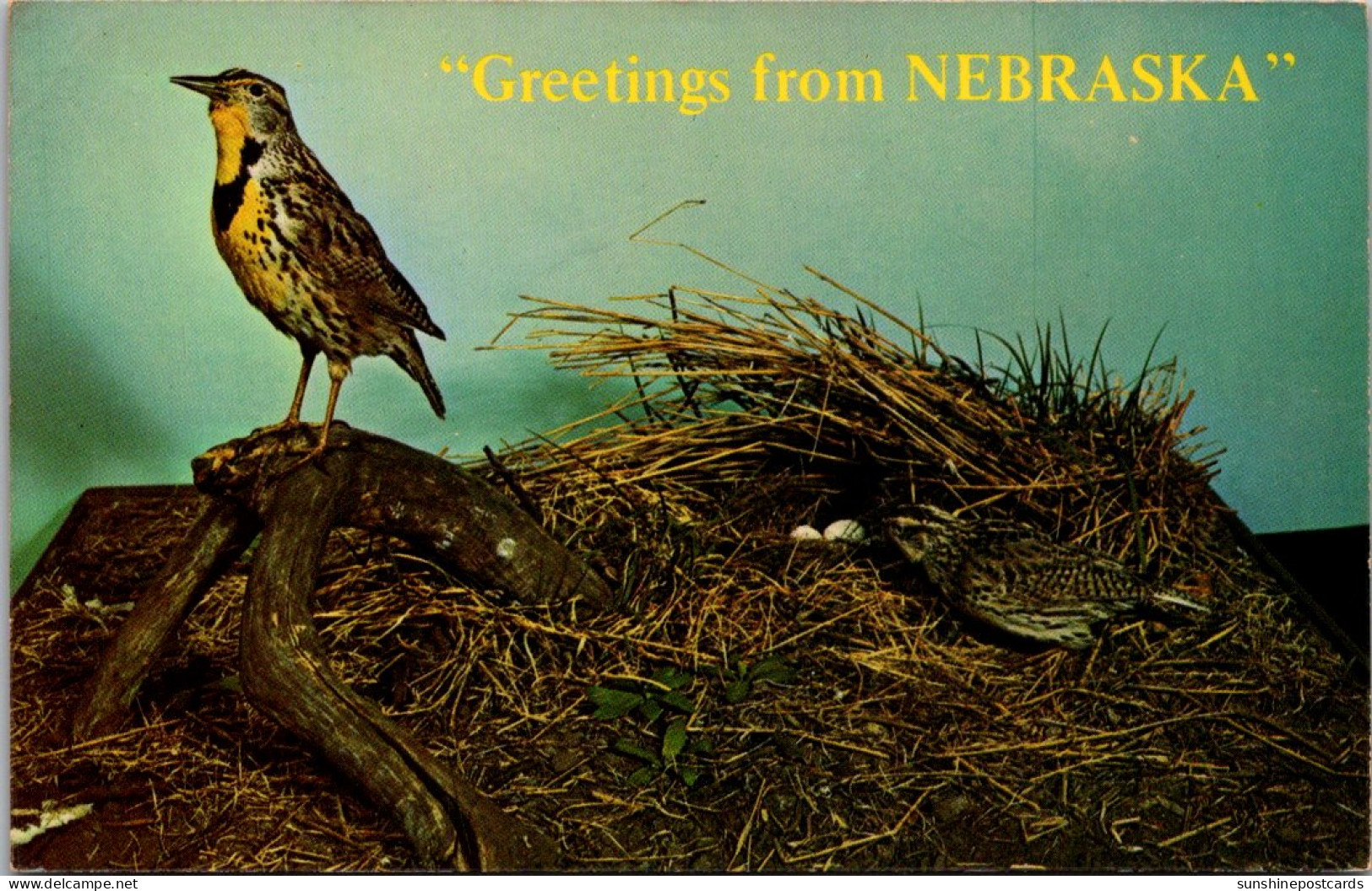 Greeting From Nebraska Showing State Bird Meadowlark House Of Yesterday Hastings - Hastings