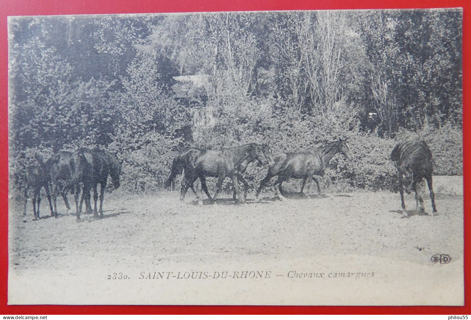 Cpa 13 SAINT LOUIS DU RHONE Chevaux - Saint-Louis-du-Rhône