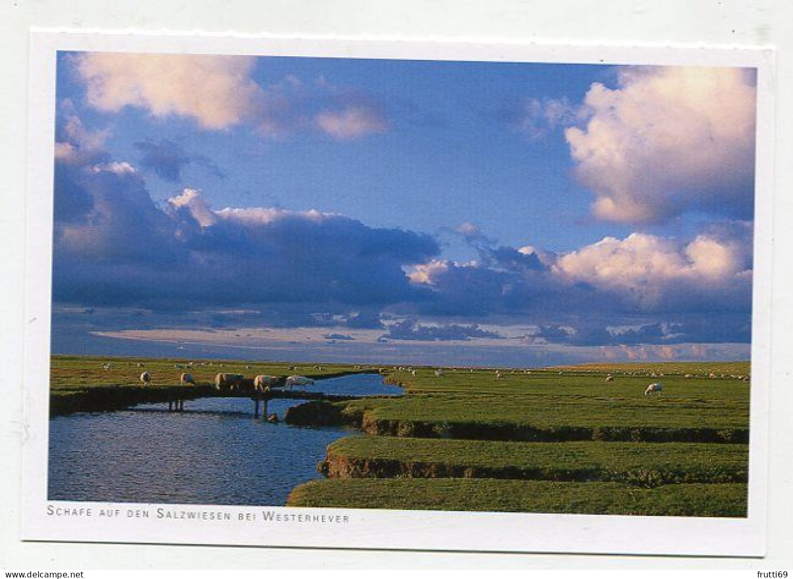 AK 145364 GERMANY - Schafe Auf Den Salzwiesen Bei Westerhever - Nordfriesland