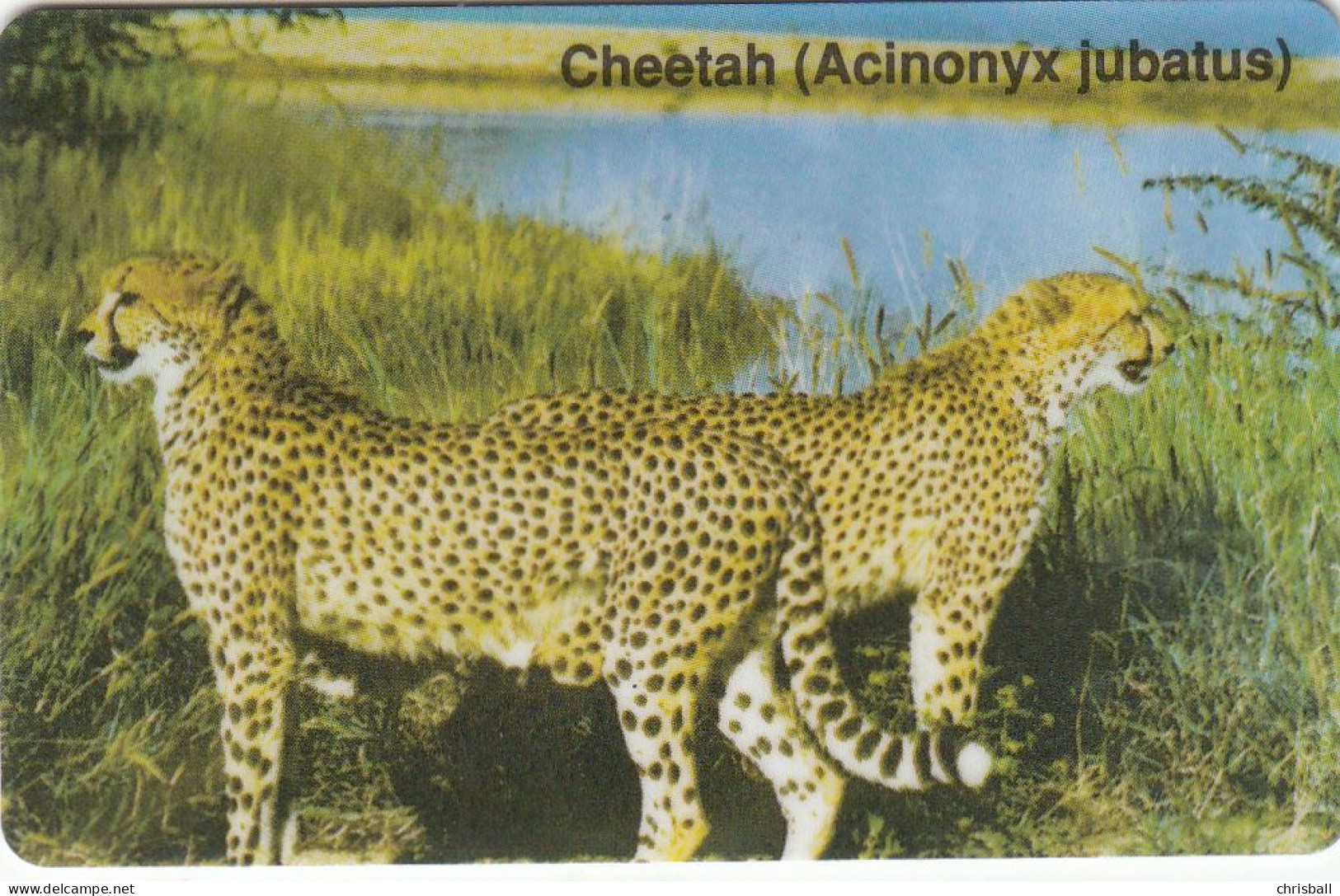 Namibia Phonecard - Superb Fine Used ( Zero 0) - Namibia