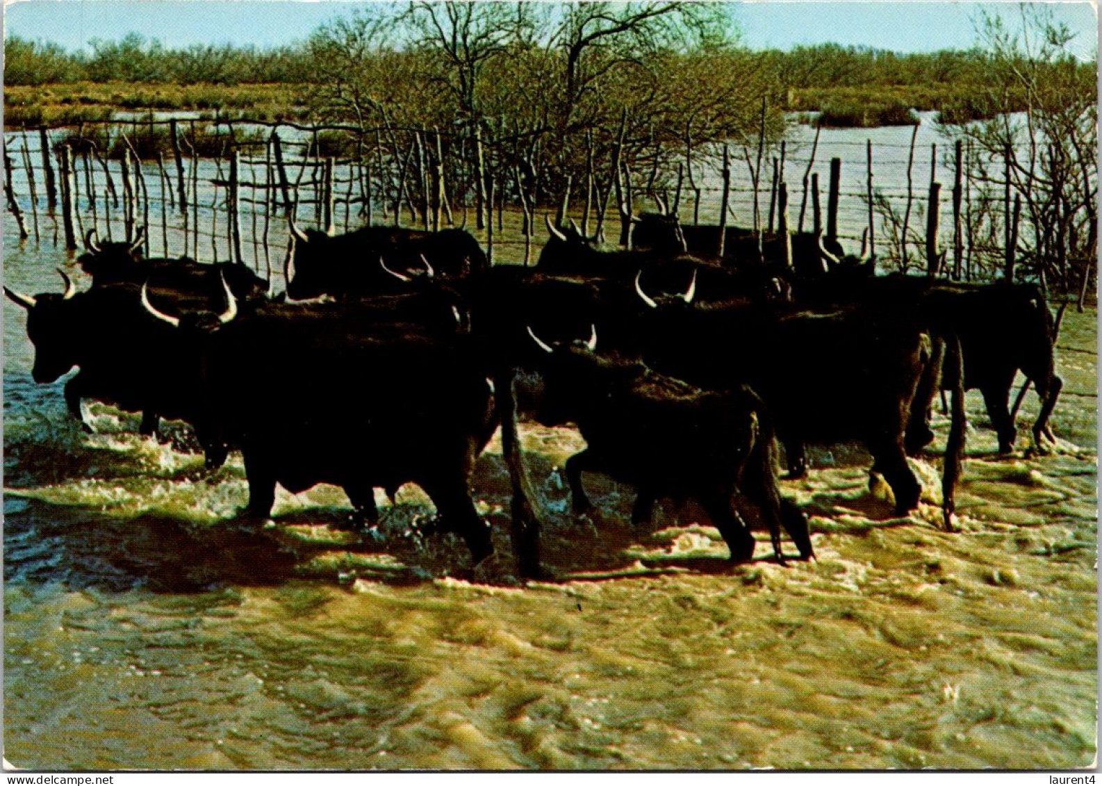 12-7-2023 (1 S 56) France - Taureaux En Camargue - Taureaux