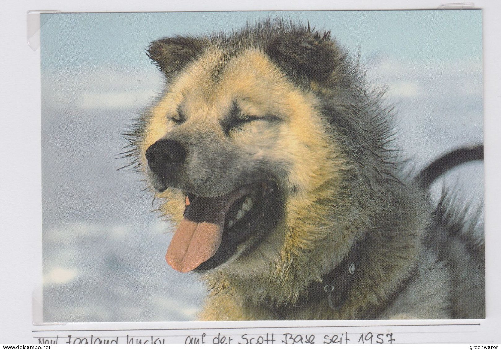Ross Dependency Postcard New Zealand Husky Sledge Dogs At Scott Base 1957 Unused (WB157B) - Storia Postale