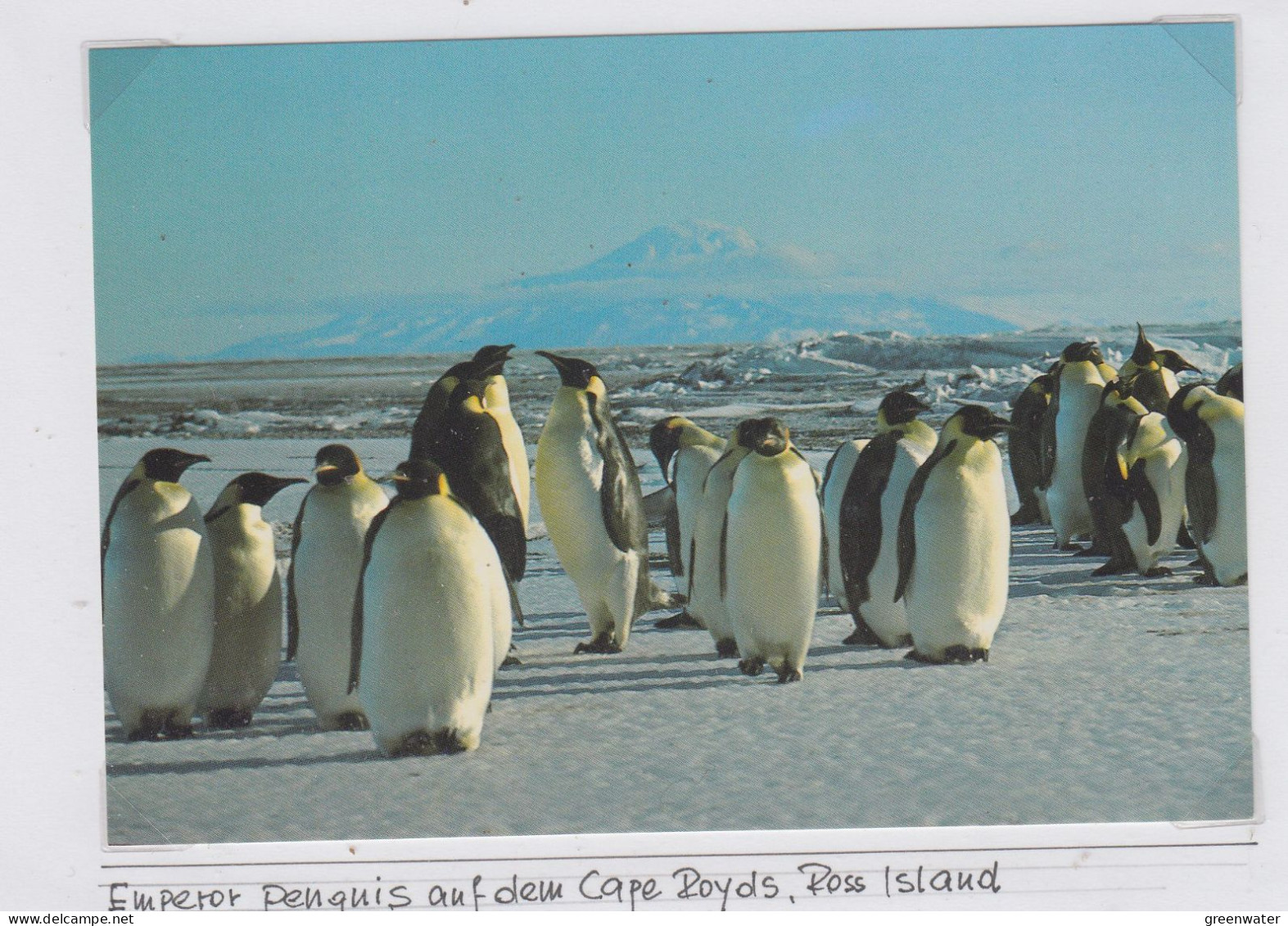 Ross Dependency Postcard Emperor Penguins On The Ice At Cape Royds Unused (WB157C) - Storia Postale