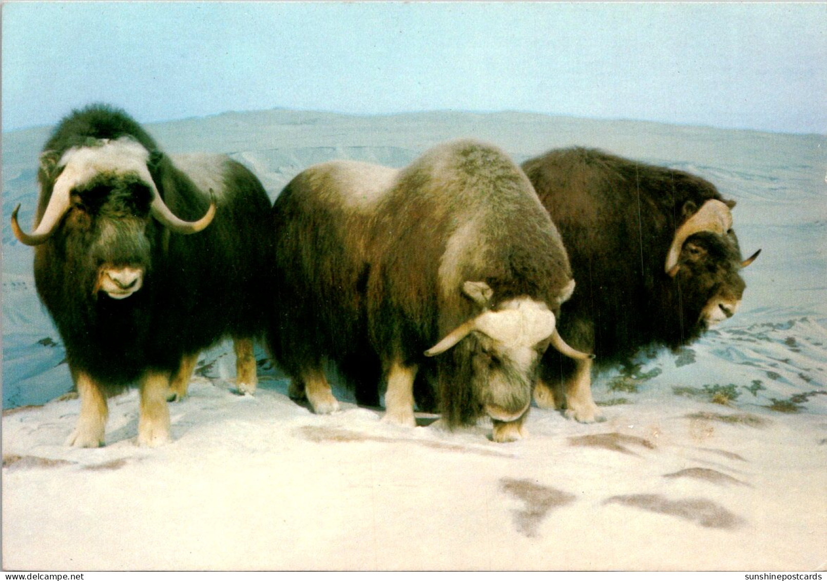 Canada Alberta Musk Ox - Calgary