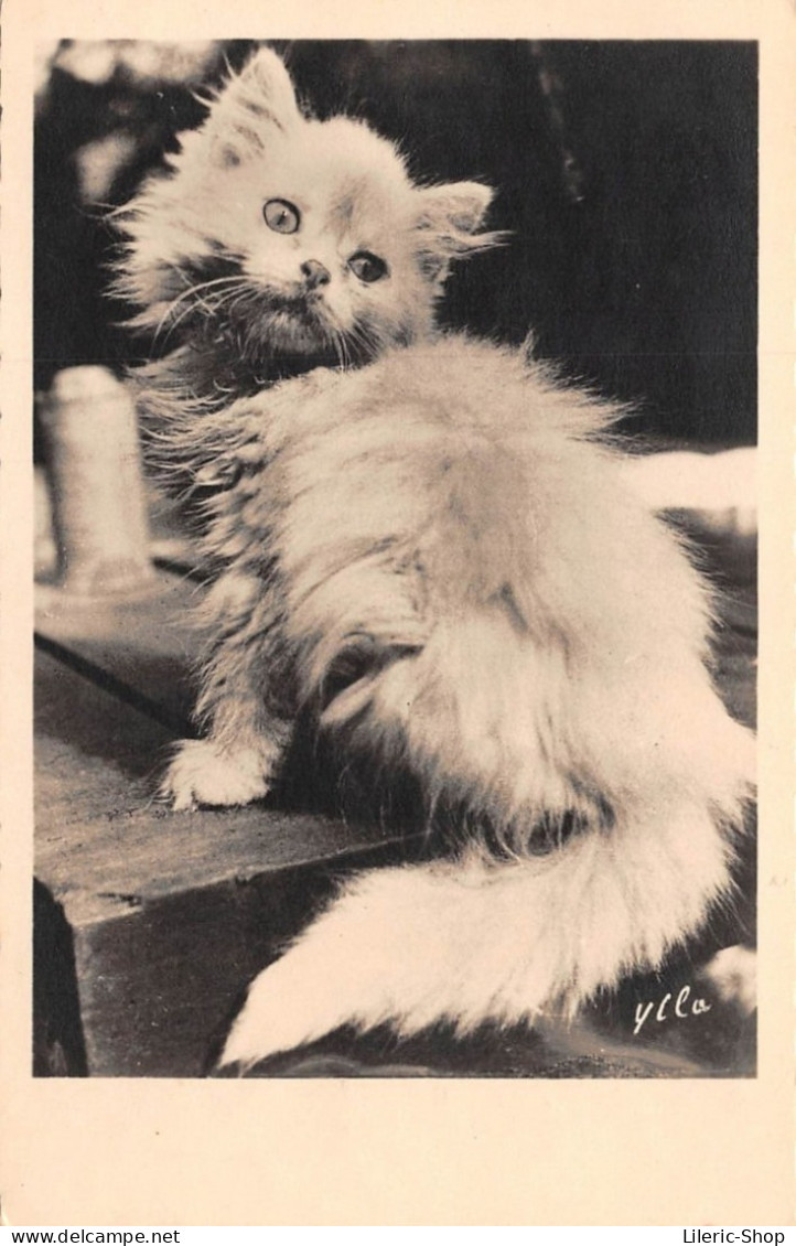 KATTEN KAT CAT CATS CHAT CHATS - Cpsm ±1960 - Cats