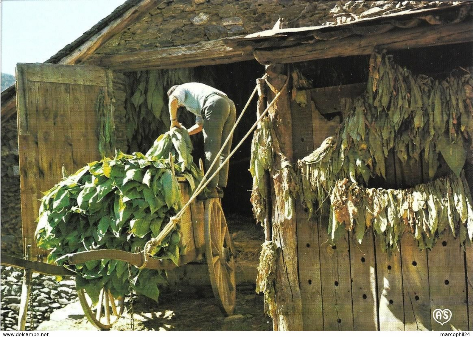 TRADITIONS + Carte Postale Neuve : La Rentrée Du TABAC Pour Le Séchage + Petits Métiers + AS DE COEUR 04 00048 - Tobacco