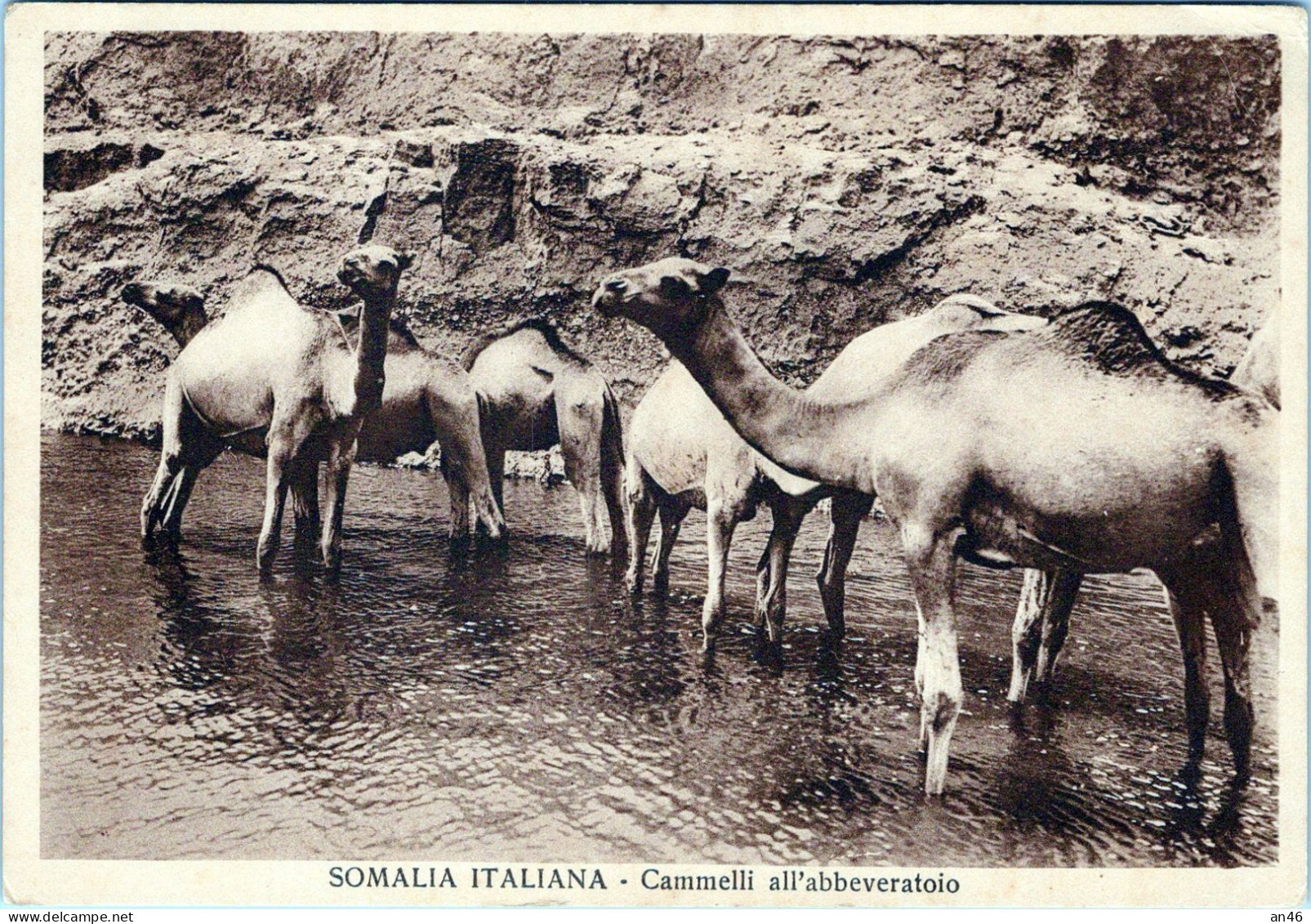 SOMALIA ITALIANA - Cammelli All'abbeveratoio - - Somalie