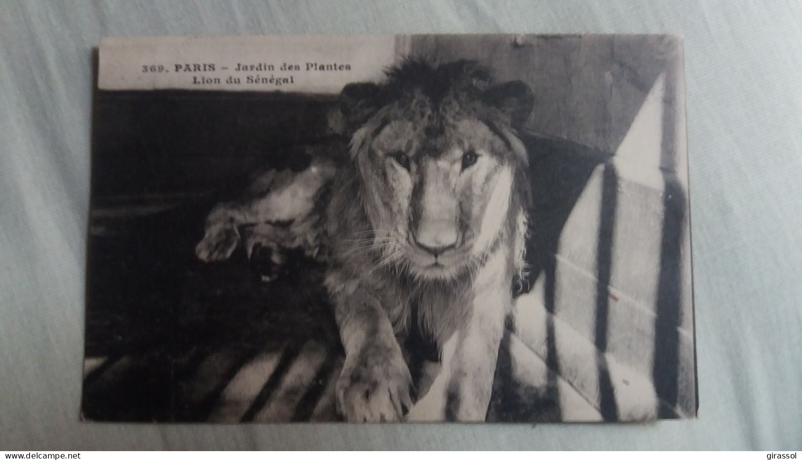 CPA PARIS JARDIN DES PLANTES MUSEE ZOOLOGIQUE ZOO LION DU SENEGAL I P M 269 - Lions