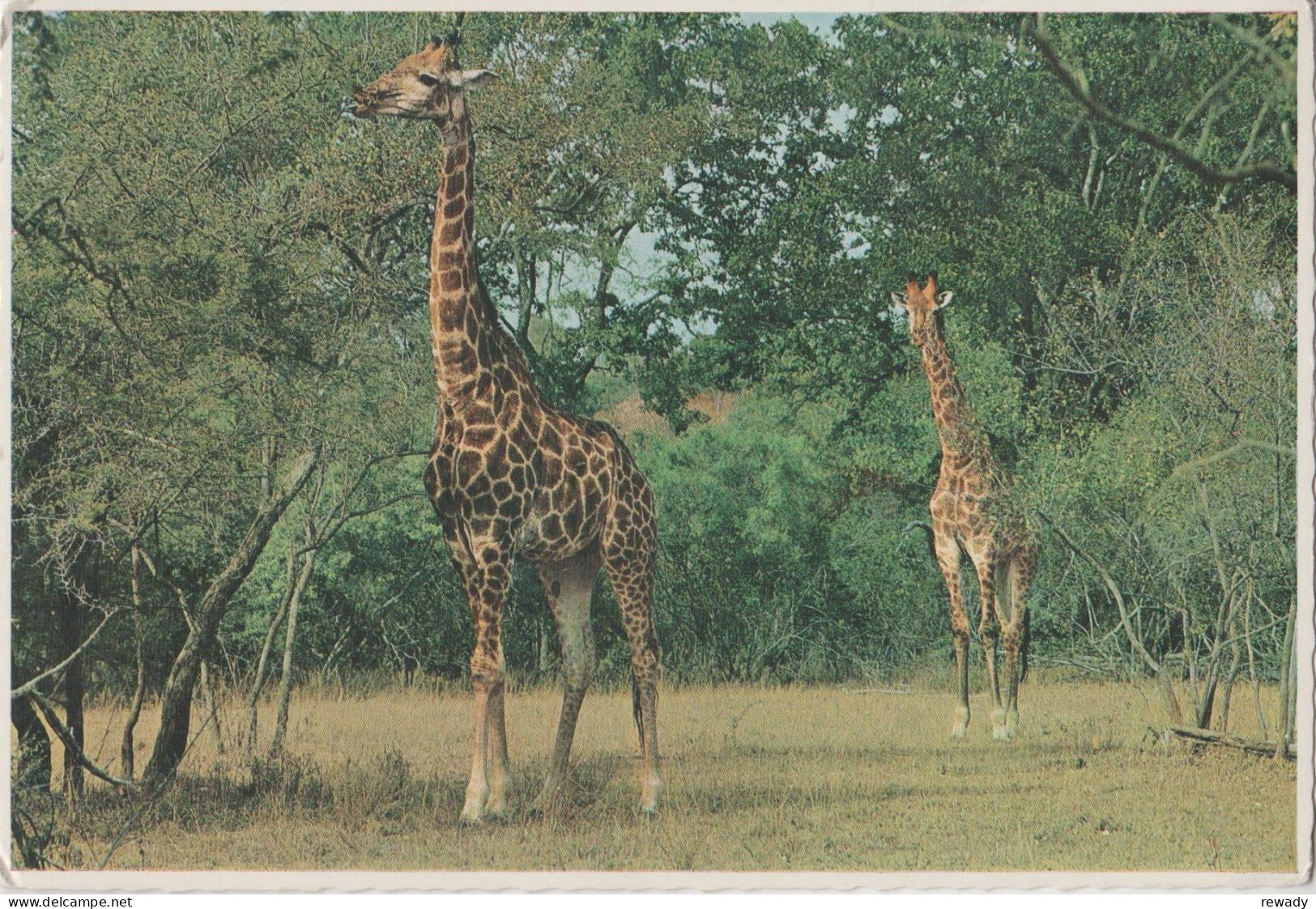 Giraffe - Girafe - Giraf - Giraffe In The Kruger National Park - Jirafas