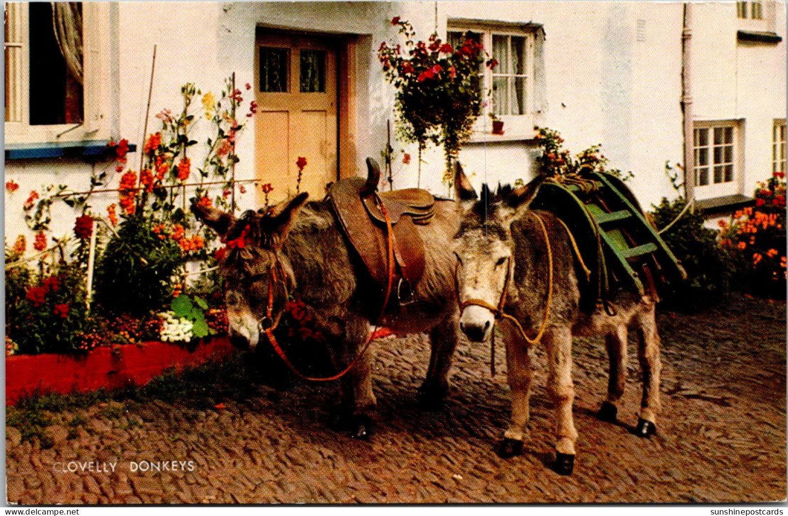 England Clovelly Donkeys - Clovelly