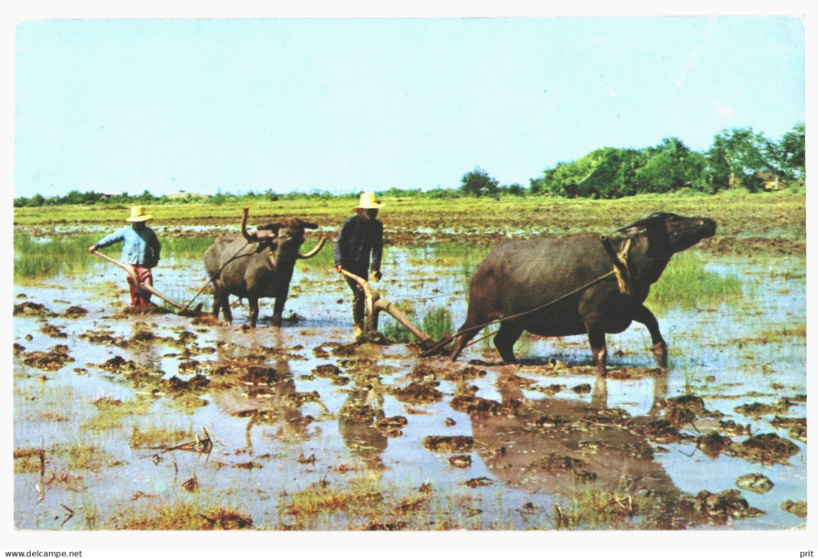 Rice Cultivation Ploughing With Buffaloes Thailand 1976 Used Postcard. Publisher Phorn Thip Bangkok - Thaïlande