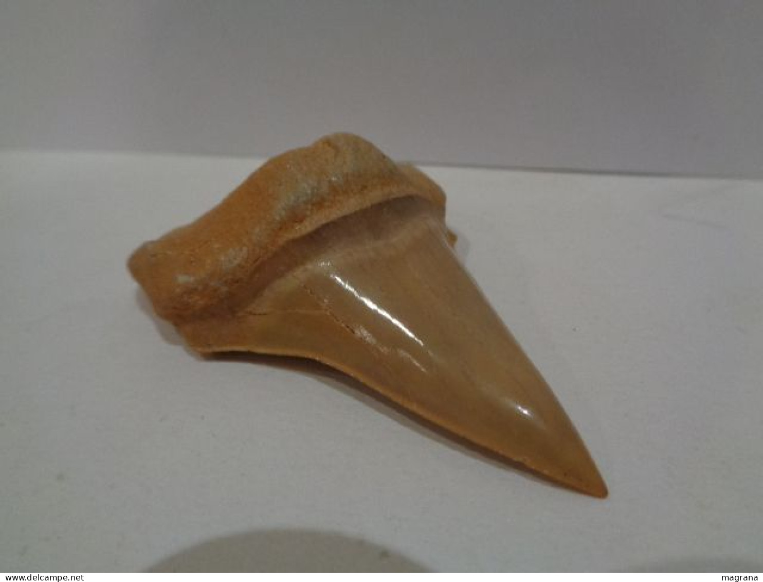 Gran diente fósil teratologico de tiburón. Otodus Obliquus. Edad: Paleoceno- Eoceno. Procedencia:  Marruecos, Oued Zem.