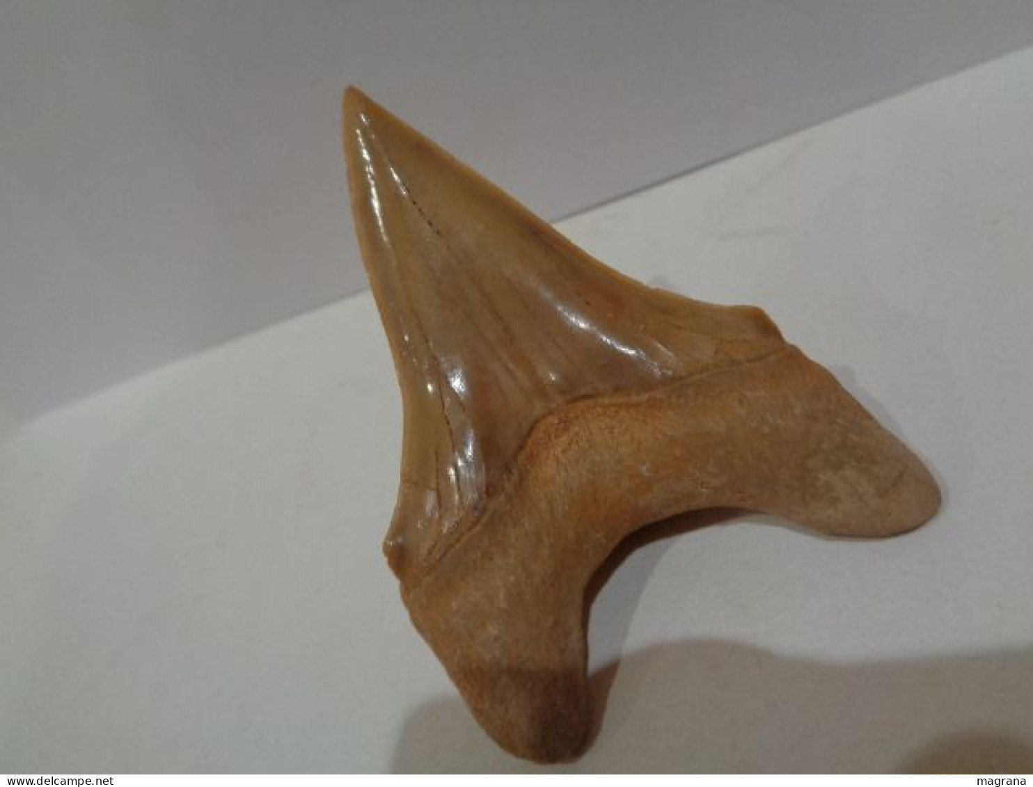 Gran diente fósil teratologico de tiburón. Otodus Obliquus. Edad: Paleoceno- Eoceno. Procedencia:  Marruecos, Oued Zem.