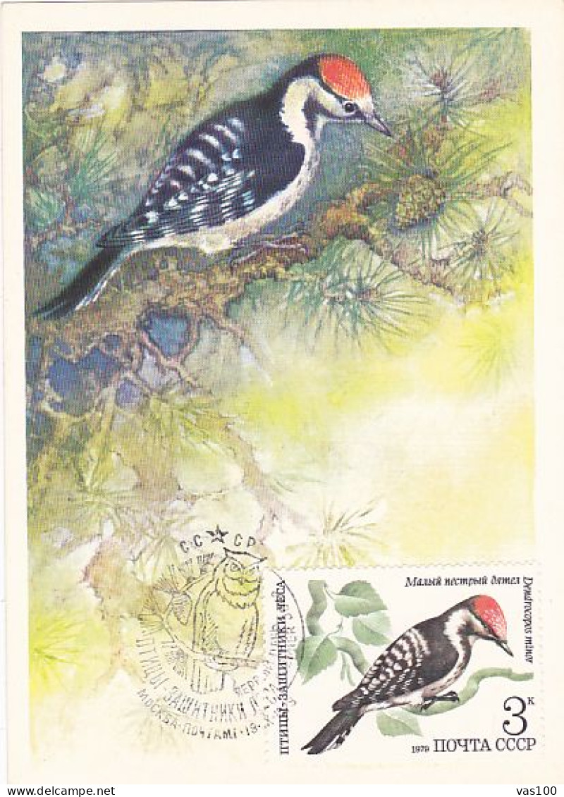 ANIMALS, BIRDS, LESSER SPOTTED WOODPECKER, CM, MAXICARD, CARTES MAXIMUM, OBLIT FDC, 1979, RUSSIA - Piciformes (pájaros Carpinteros)