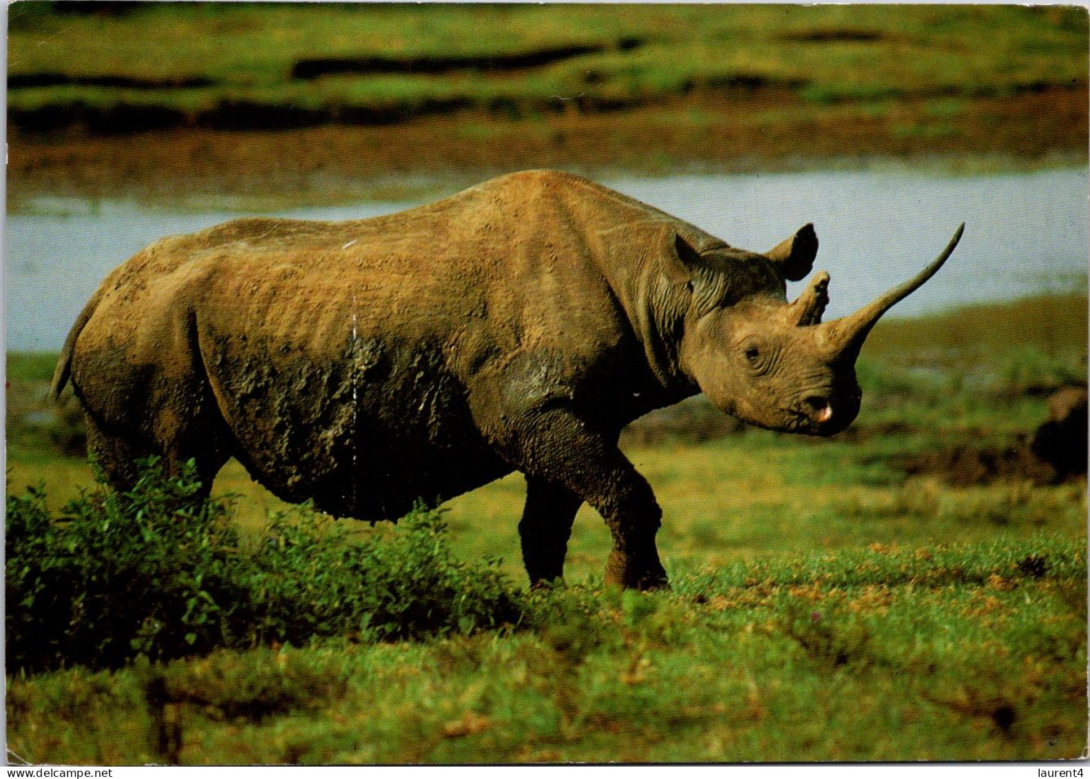 15-7-2023 (2 S 11) Kenya - Posted To Australia  - Rhinoceros - Rhinozeros