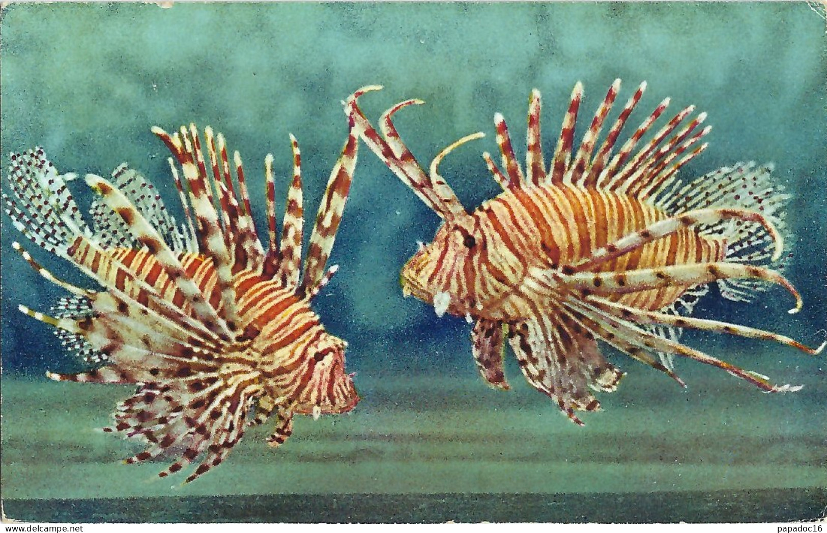 MC - Aquarium De Monaco - N° 011 : Ptetois Volitans (rascasse Exotique, Lionfish, Rotteuerfich) - Imp ADIA (non Circ.) - Ozeanographisches Museum