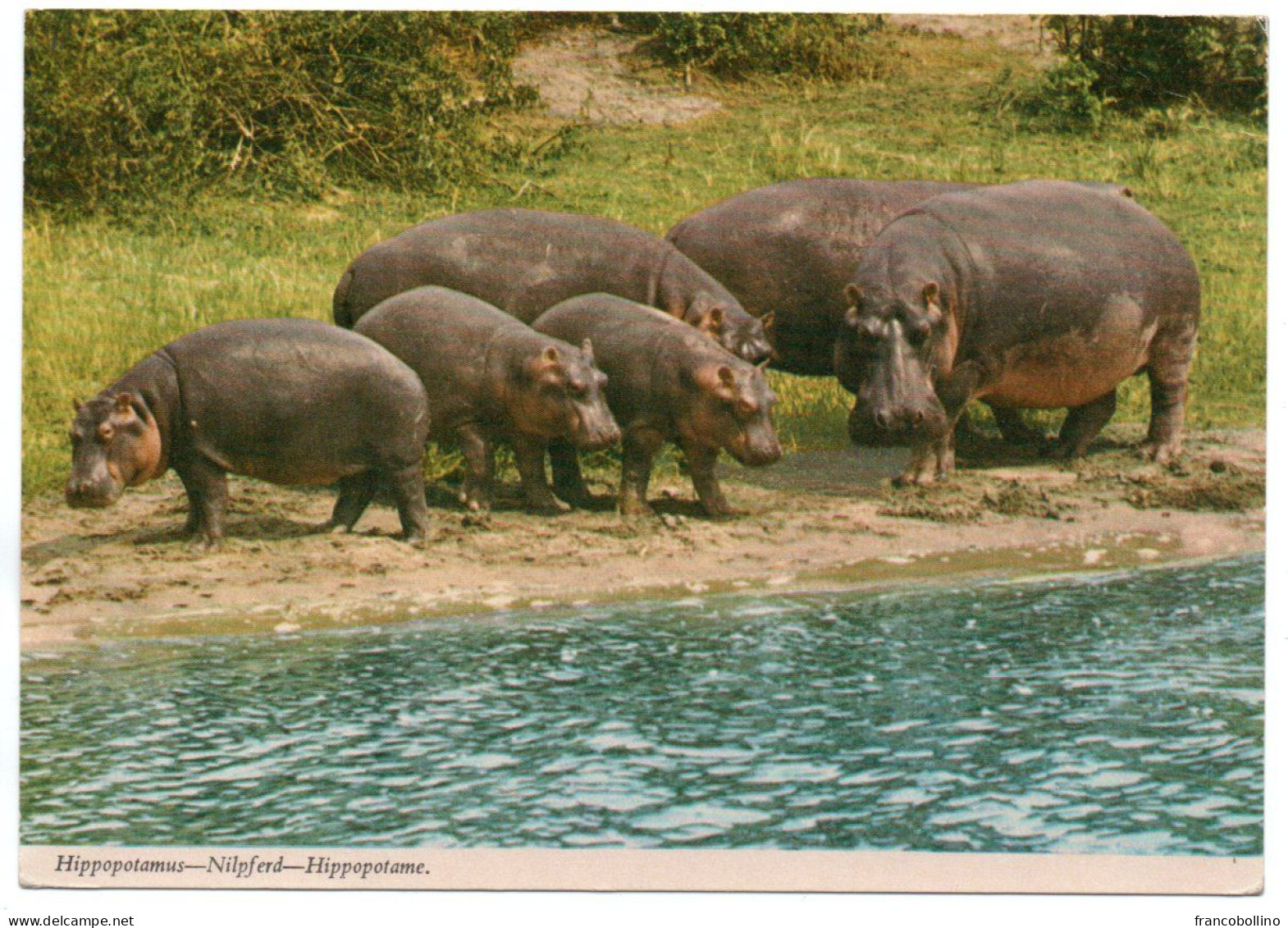 AFRICAN WILDLIFE-HIPPOPOTAMUS / HYPPOS (PUBL. JOHN HINDE) / WITH KENYA THEMATIC STAMPS-F.A.O/ MINERALS - Kenya