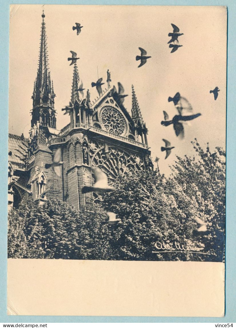 PARIS - Les Pigeons De Notre-Dame - Photo Albert MONIER - Notre Dame De Paris