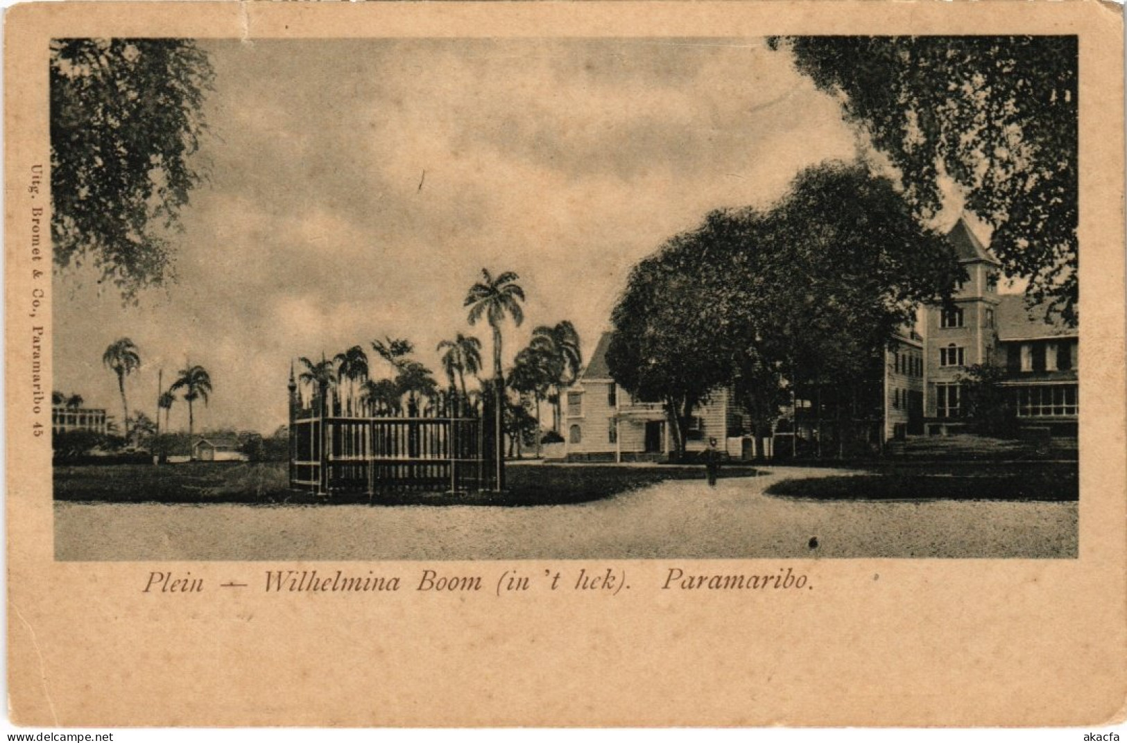 PC SURINAME PARAMARIBO - PLEIN - WILHELMINA BOOM (a2521) - Suriname