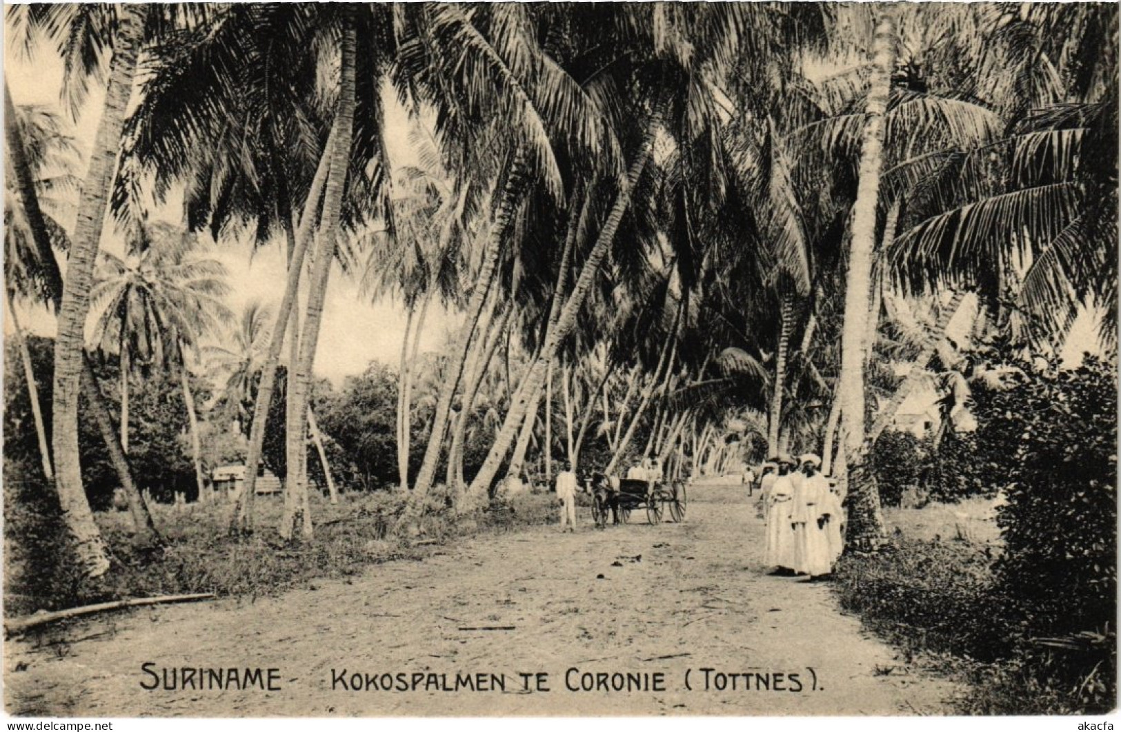PC SURINAME - KOKOSPALMEN TE CORONIE (TOTTNES) (a2438) - Suriname